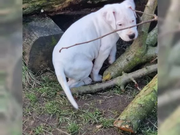 Cuccioli di Dogo Argentino pronti per andare nella loro nuova casa | Foto 2