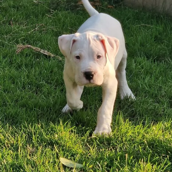 Cuccioli di Dogo Argentino pronti per andare nella loro nuova casa | Foto 1