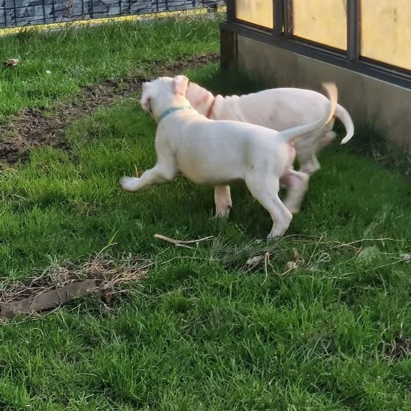 Cuccioli di Dogo Argentino pronti per andare nella loro nuova casa