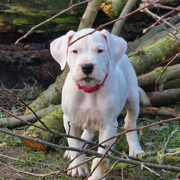 Cuccioli di Dogo Argentino pronti per andare nella loro nuova casa | Foto 0