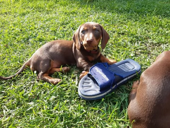 Cuccioli di Bassotto Nano cioccolato