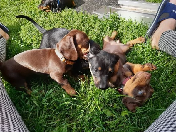 Cuccioli di Bassotto Nano cioccolato | Foto 1