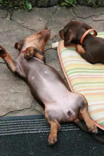 Cuccioli di Bassotto Nano cioccolato | Foto 0