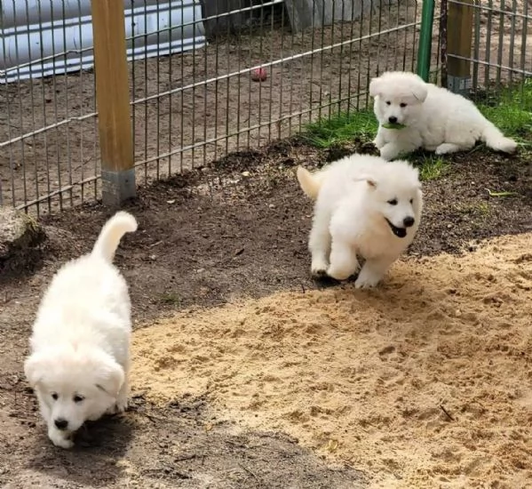 Bellissimi cuccioli di Pomerania | Foto 1