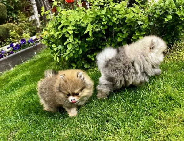 Bellissimi cuccioli di Pomerania | Foto 0