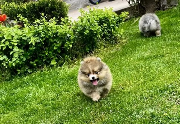 Bellissimi cuccioli di Pomerania