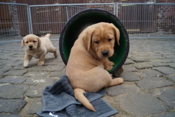 Dolcissimi cuccioli di LABRADOR | Foto 1