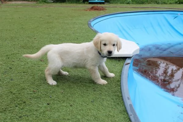 cuccioli di Golden Retriever