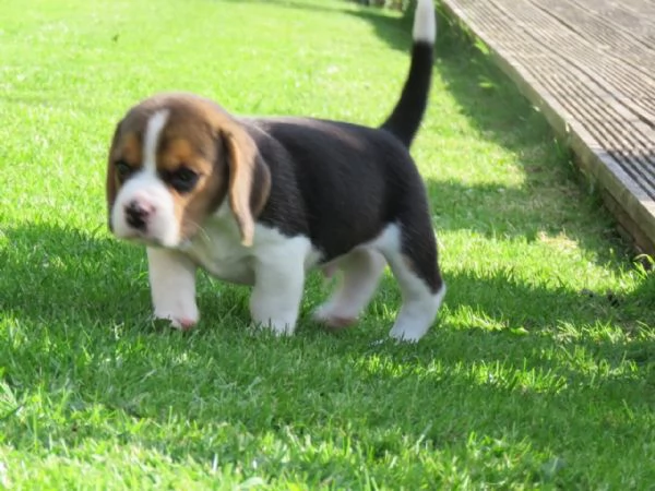 Disponibili bellissimi cuccioli di Beagle maschi e femmine.