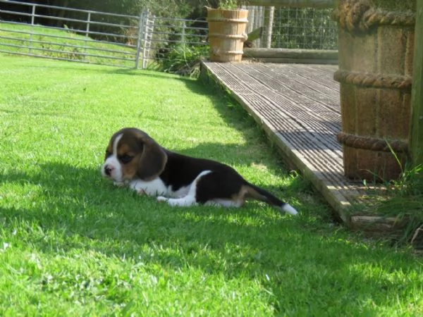 Disponibili bellissimi cuccioli di Beagle maschi e femmine. | Foto 2