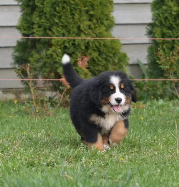 3 Disponibili bellissimi cuccioli di Bovaro Del Bernese