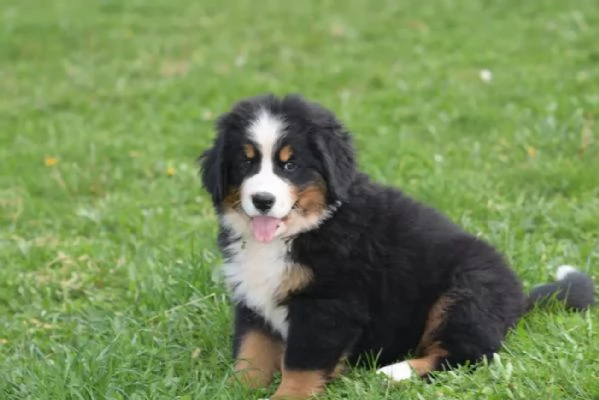 3 Disponibili bellissimi cuccioli di Bovaro Del Bernese | Foto 2