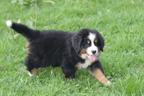 3 Disponibili bellissimi cuccioli di Bovaro Del Bernese | Foto 1