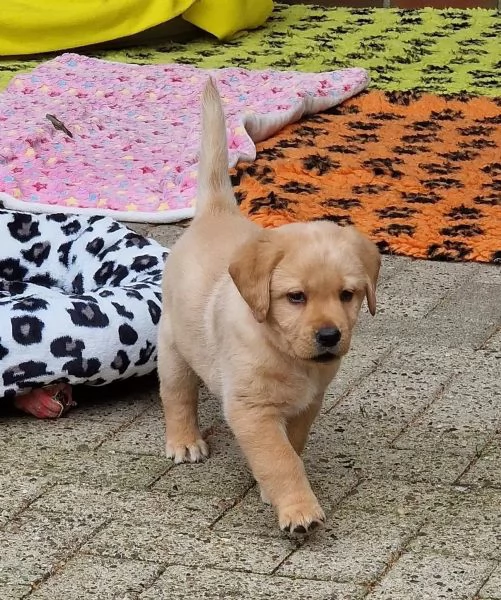 Cuccioli di Labrador Retriever con pedigree | Foto 2