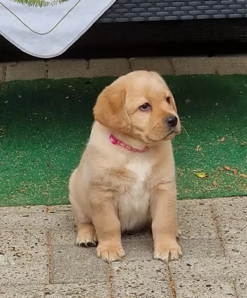 Cuccioli di Labrador Retriever con pedigree | Foto 1