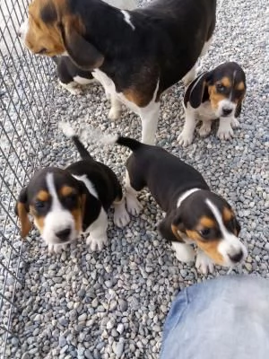 Disponibili fantastici cuccioli di beagle tricolore