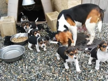 Disponibili fantastici cuccioli di beagle tricolore | Foto 1