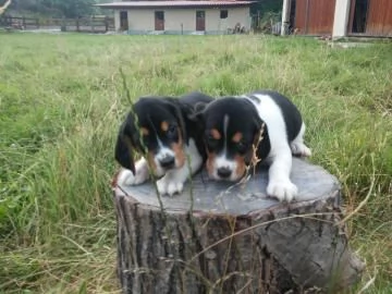 Disponibili fantastici cuccioli di beagle tricolore | Foto 0