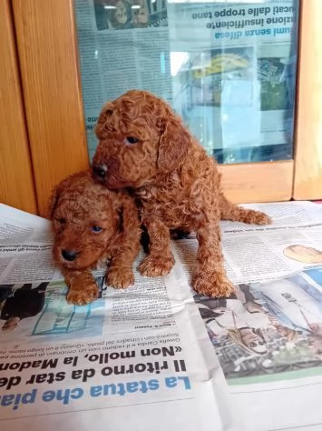 Fantastico cucciolo di barboncino toy vaccinato con microchip | Foto 1