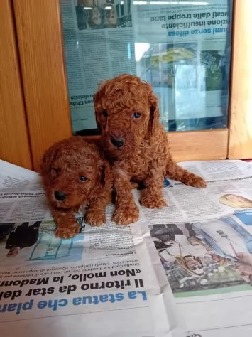 Fantastico cucciolo di barboncino toy vaccinato con microchip | Foto 0