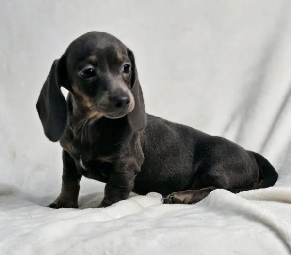 adorabili cuccioli di Bassotto ideali per bambini e famiglie