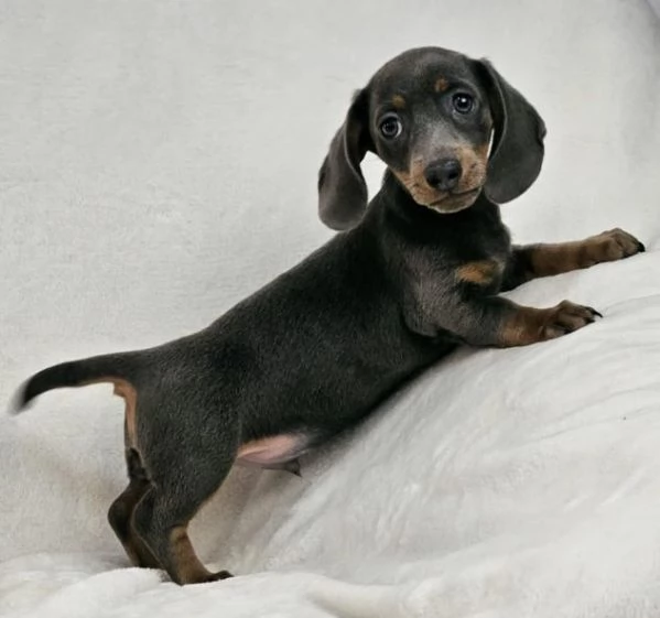 adorabili cuccioli di Bassotto ideali per bambini e famiglie | Foto 0