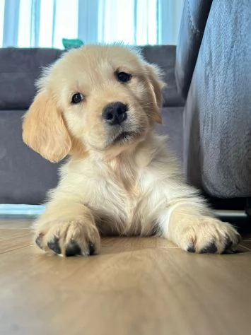 splendidi cuccioli di  Golden Retriever | Foto 3