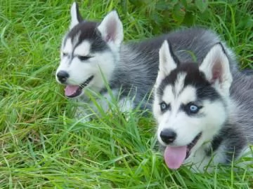 SIBERIAN HUSKY OCCHI COLOR GHIACCIO STUPENDI | Foto 0