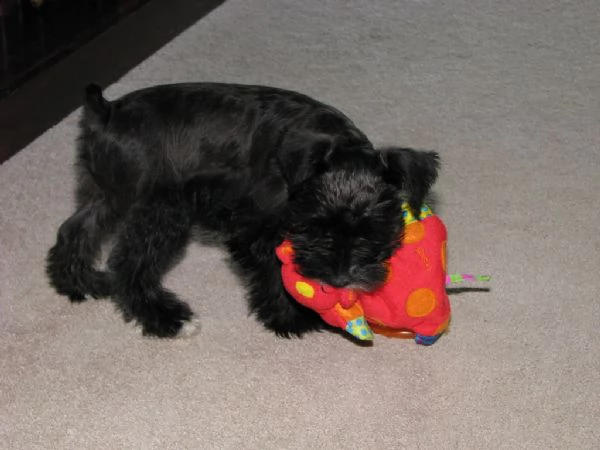 cuccioli di schnauzer  | Foto 0