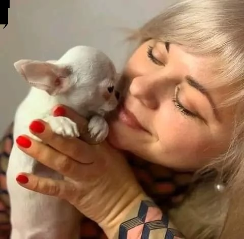 bellissimi cuccioli di chihuahua a pelo corto cercano una nuova famiglia adorabile e premurosa