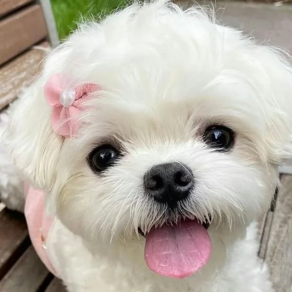 adorabili cuccioli maltesi per amanti degli animali maschi e femmine i cuccioli sono carini. a propo