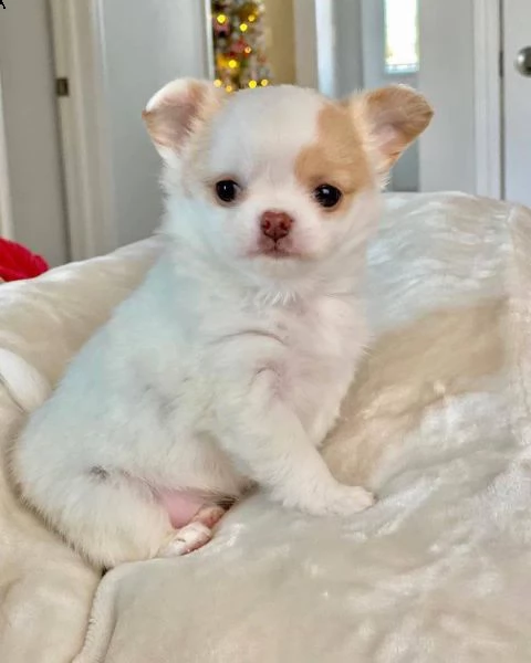 magnifici cuccioli di chihuahua per il reinserimento chihuahua inglese maschio e femmina extra affas