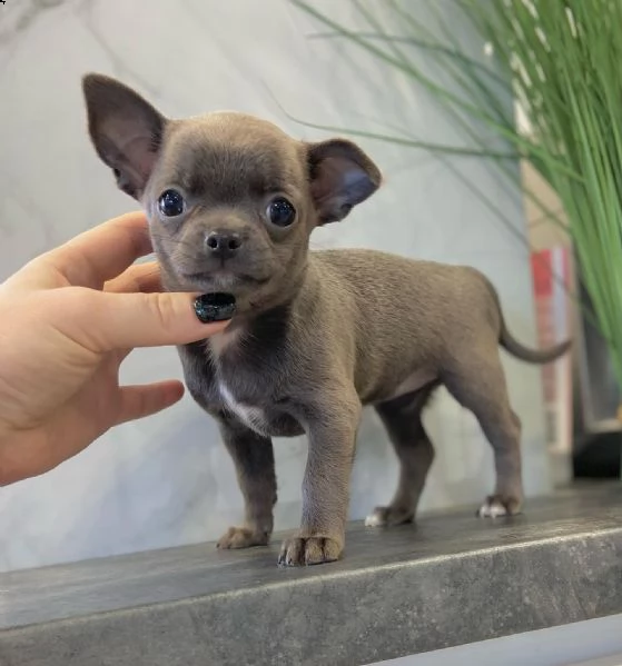 magnifici cuccioli di chihuahua per il reinserimento