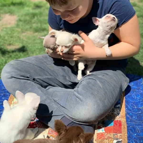 cuccioli di chihuahua carini e adorabili per l'adozione urgente