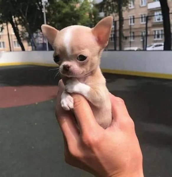 ottimi cuccioli di chihuahua regalo gratuito per la tua famiglia non siamo allevatori. siamo una fam | Foto 0