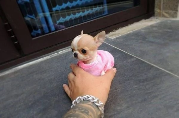 ottimi cuccioli di chihuahua regalo gratuito per la tua famiglia non siamo allevatori. siamo una fam