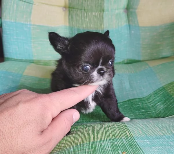 cuccioli di chihuahua carini e giocherelloni disposti a venire a casa tua | Foto 0