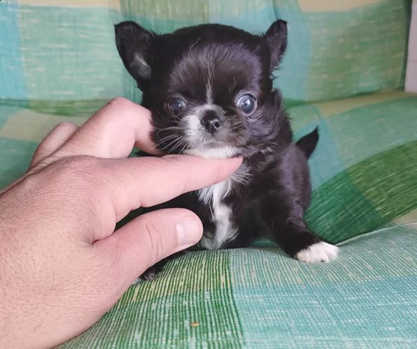 cuccioli di chihuahua carini e giocherelloni disposti a venire a casa tua