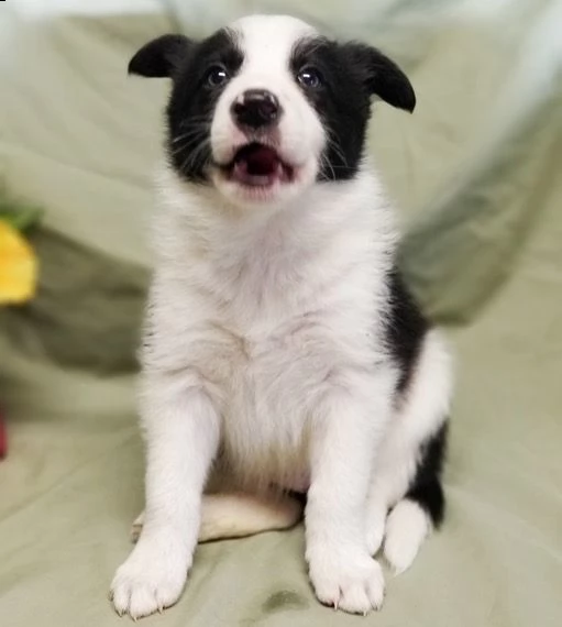 regalò border collie,,,, | Foto 0