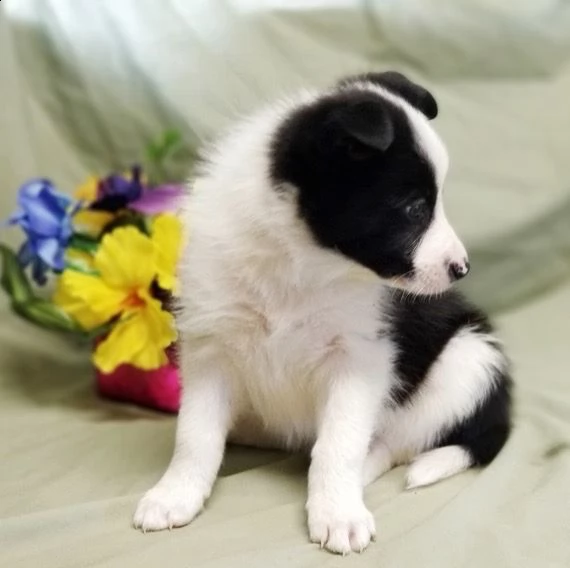 regalò border collie,,,,