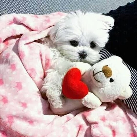 adorabili cuccioli di maltese da tè per una famiglia amorevole abbiamo adorabili cuccioli maltesi ma | Foto 0