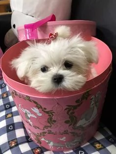 adorabili cuccioli di maltese da tè per una famiglia amorevole abbiamo adorabili cuccioli maltesi ma