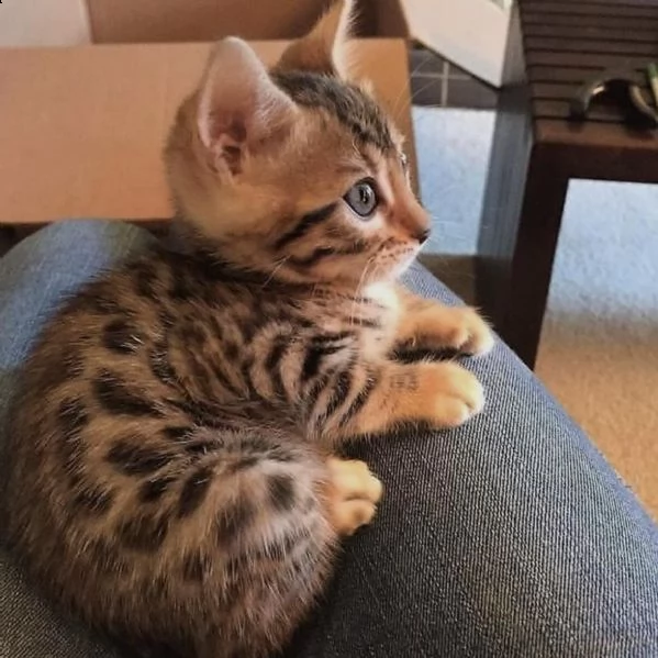 cuccioli puri di gatto bengala