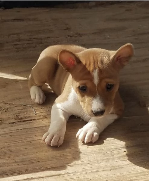 regalò cucciolo di basenji | Foto 1