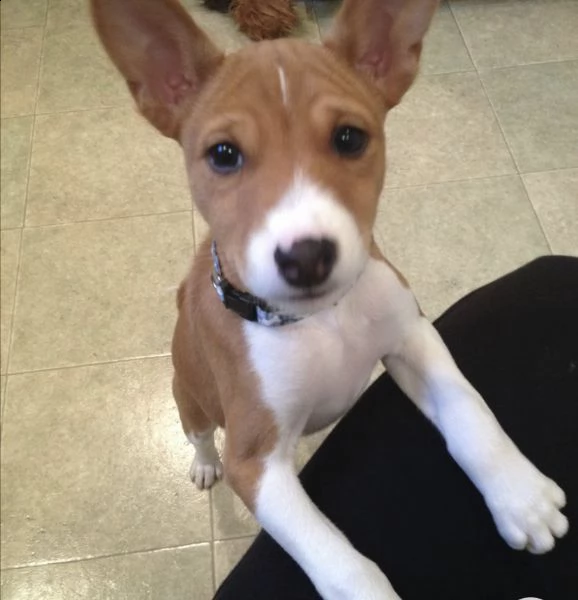 regalò cucciolo di basenji