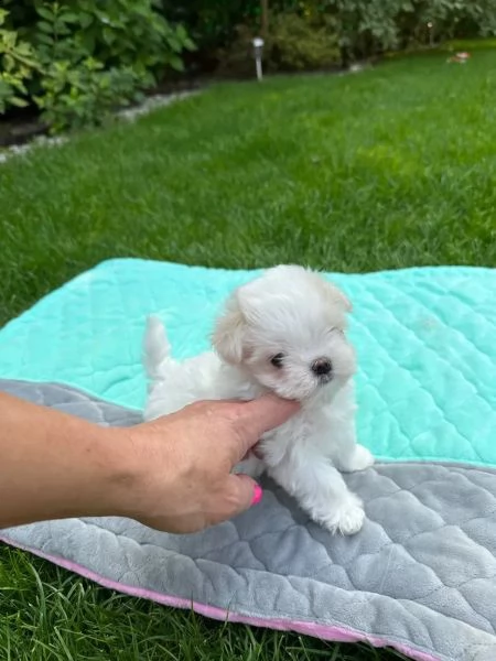 3 dolcissimi cuccioli maltesi di razza pura | Foto 3