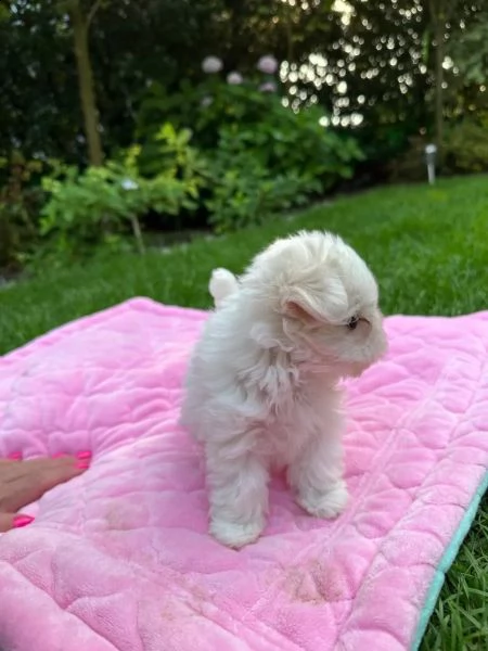 3 dolcissimi cuccioli maltesi di razza pura | Foto 0