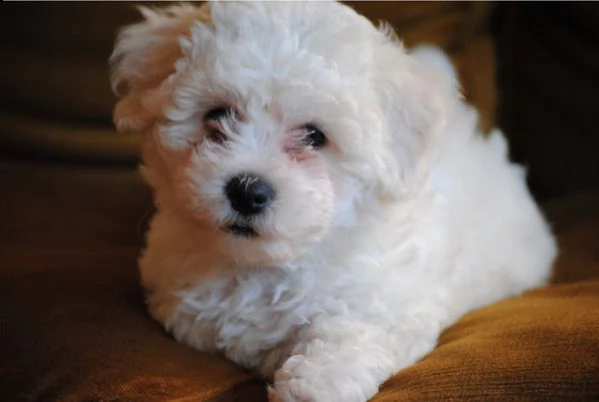 cuccioli di bichon frise | Foto 0