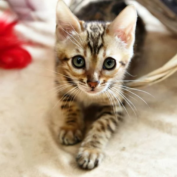 cuccioli bengal