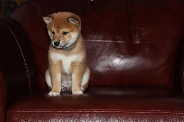 bellissimi cuccioli Shiba inu